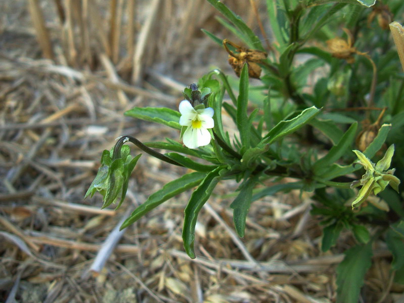 Nella stoppia 5 - Viola arvensis