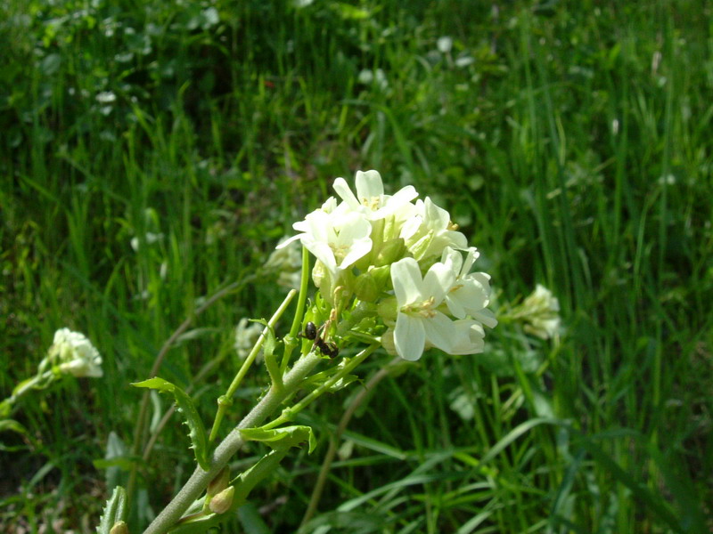 Arabis turrita