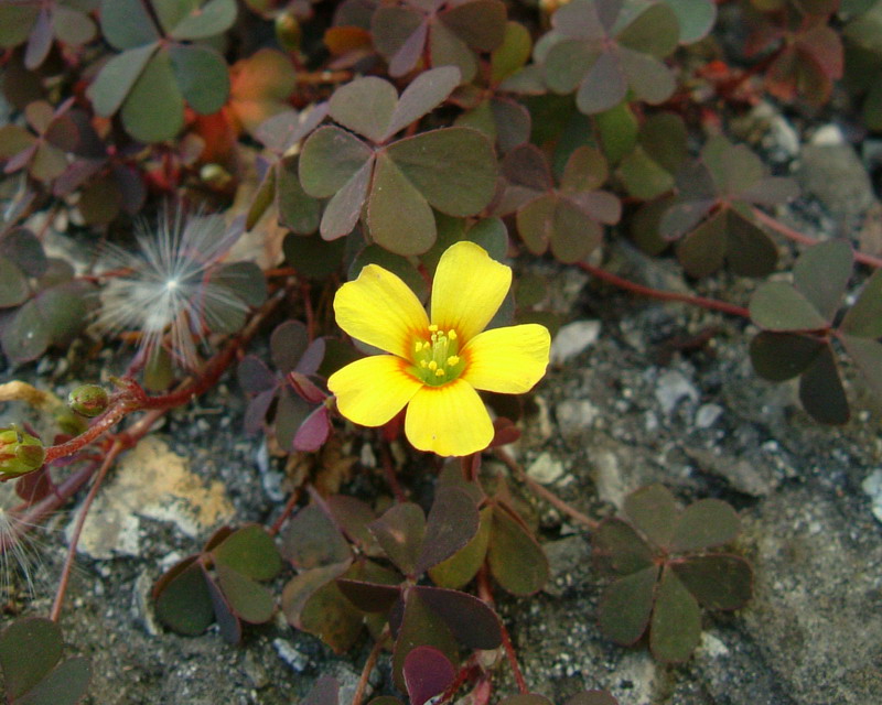 Oxalis corniculata / Acetosella dei campi