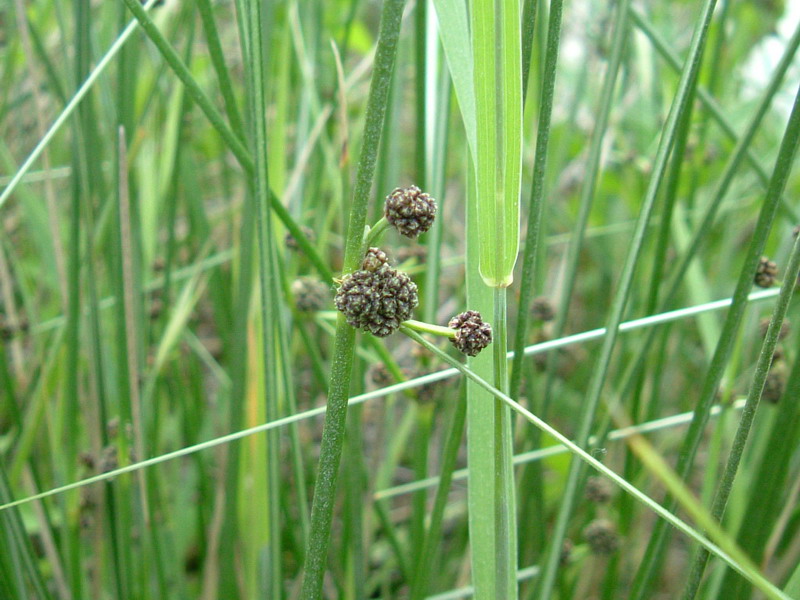 Lungo il greto....1 - cfr. Juncus glomeratus