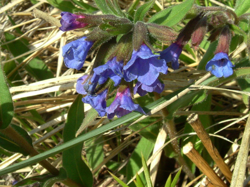 Pulmonartia australis