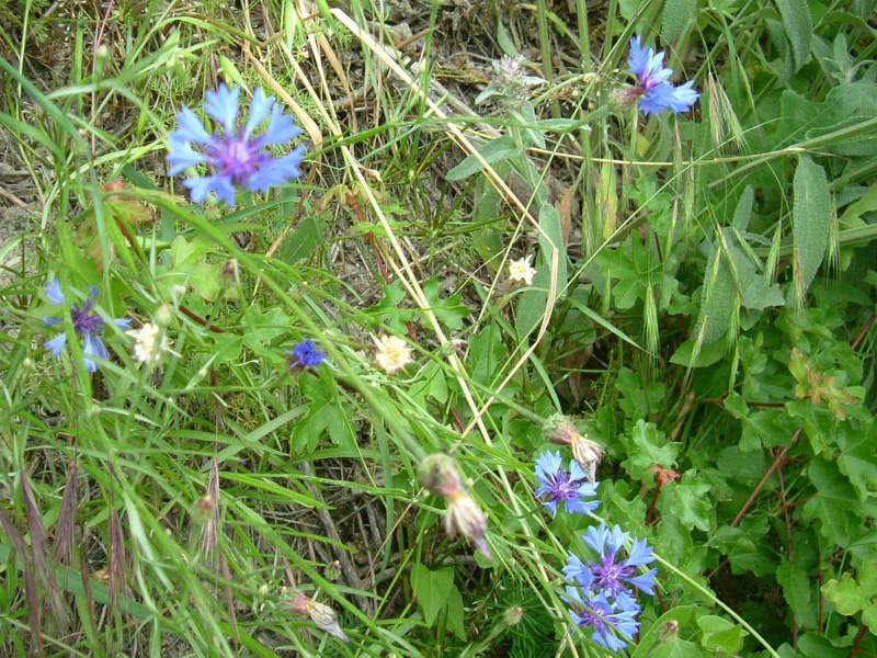 Centaurea cyanus / Fiordaliso vero