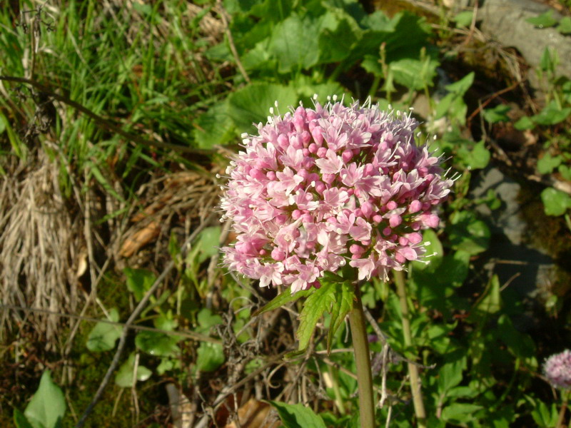 Parco del Gigante a - Valeriana tripteris