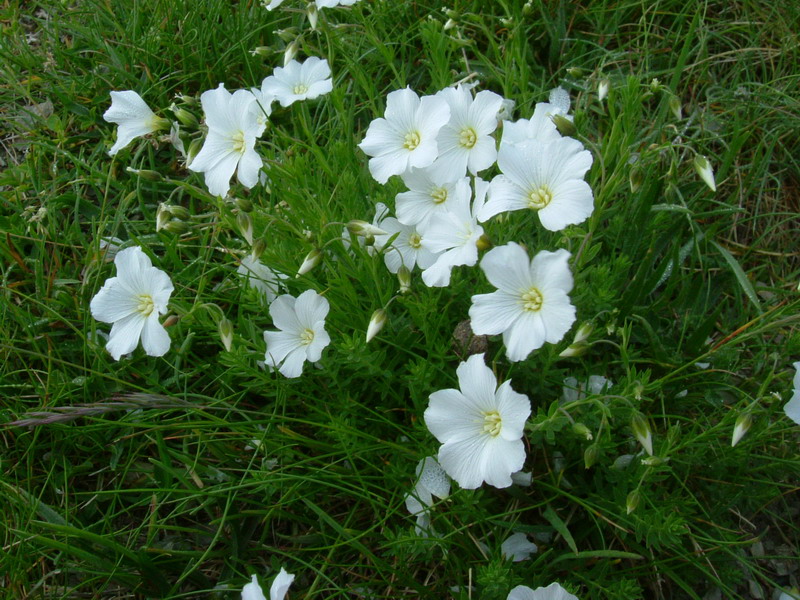 Linum alpinum / Lino celeste