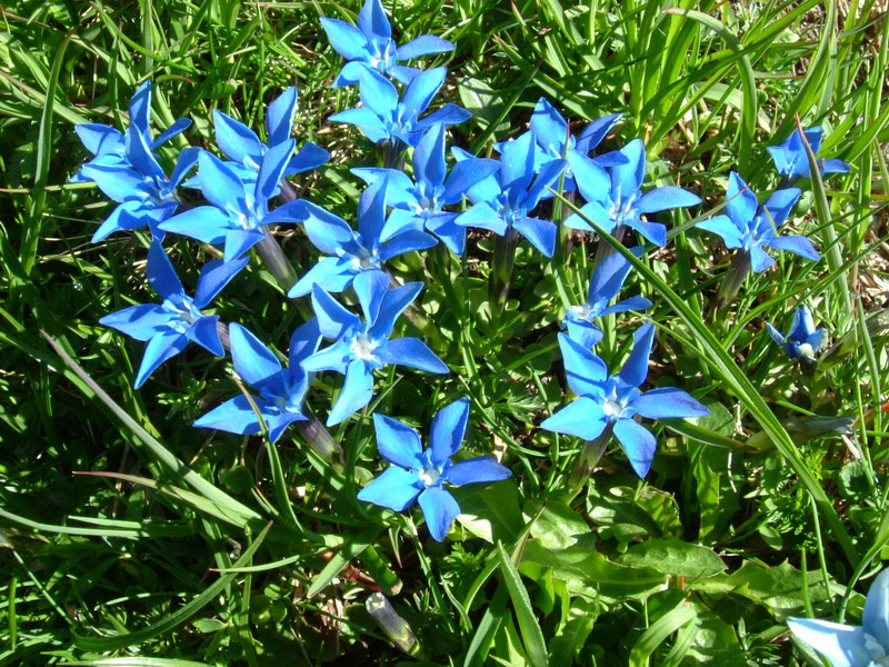 Gentiana brachiphylla