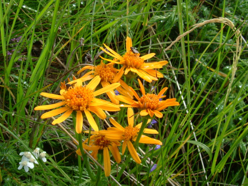 Jacobaea  abrotanifolia / Senecio abrotanino