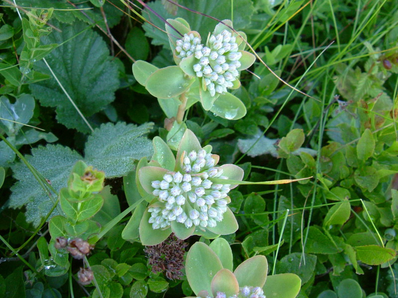 Hylotelephium anacampseros (=Sedum a.) / Borracina anacampsero