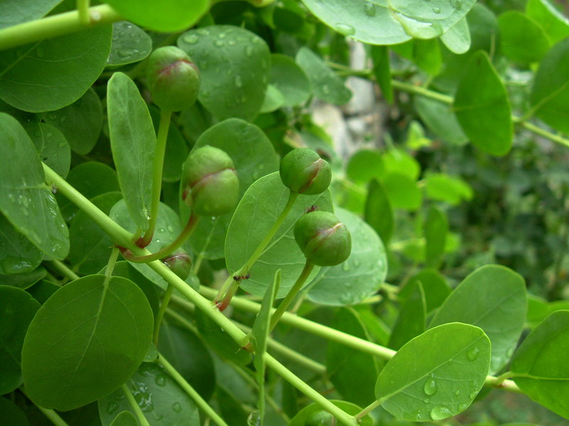 Capparis spinosa / Cappero comune