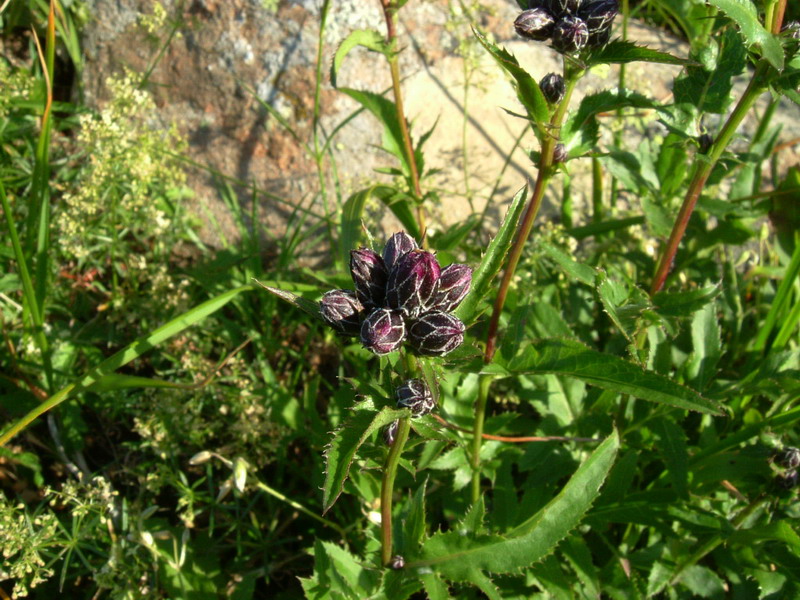 Serratula tinctoria / Cerretta comune