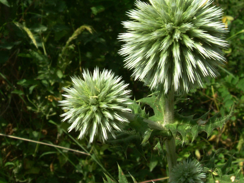 Spinosissimo a palla - Echinops sphaerocephalus