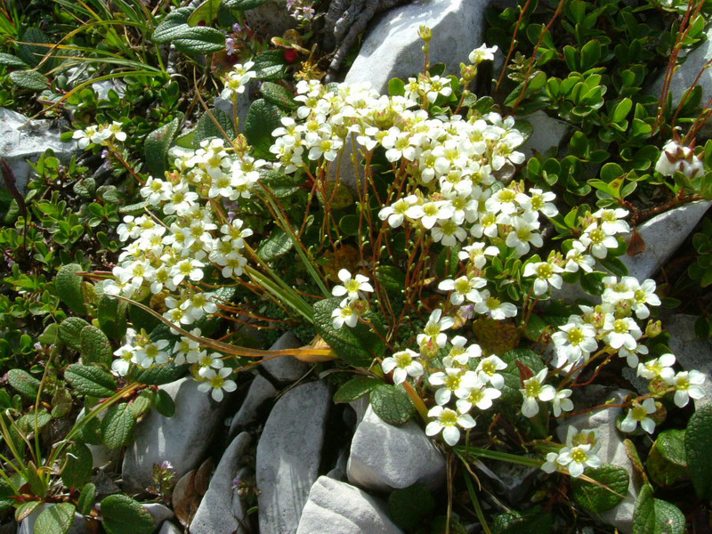 Saxifraga caesia / Sassifraga verdazzurra