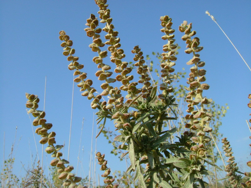 Ambrosia artemisiifolia / Ambrosia con foglie di Artemisia