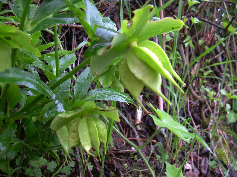 Helleborus viridis