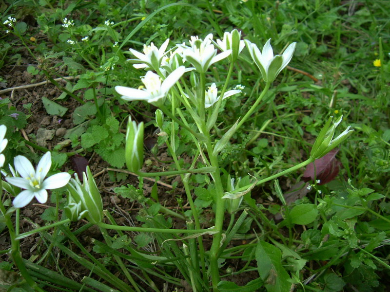 Ornithogalum umbellatum