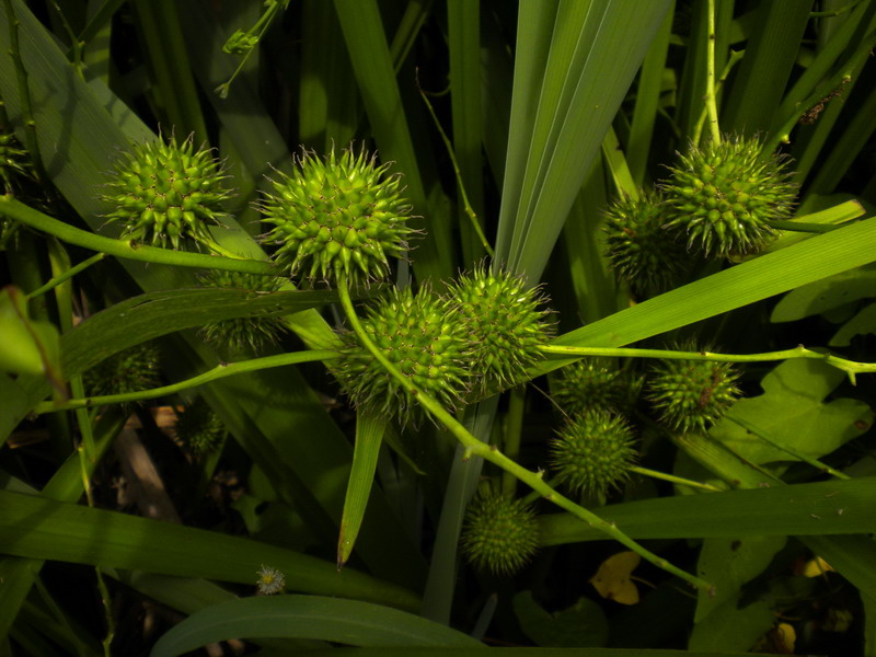 Fiore o frutto? - Sparganium erectum