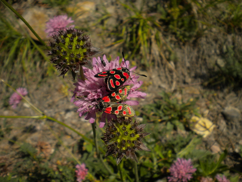 Altra Zygaena
