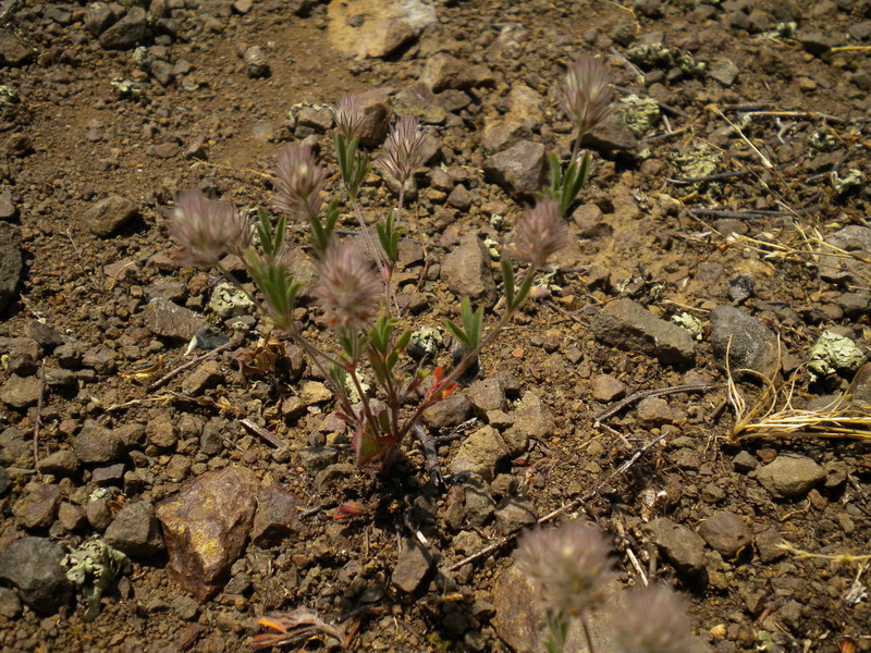 Trifolium arvense sl.