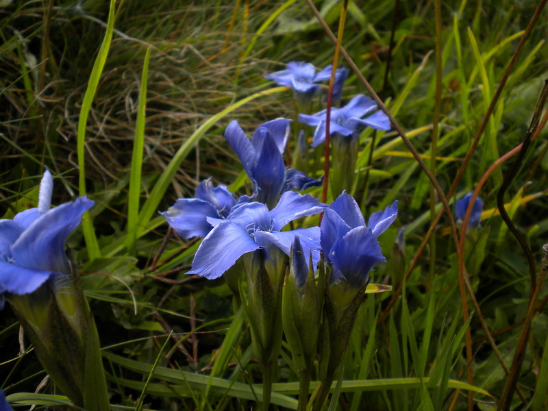 Val Badia - Gentianopsis ciliata