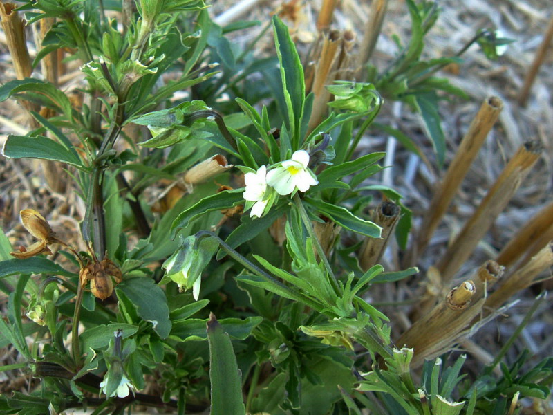 Nella stoppia 5 - Viola arvensis