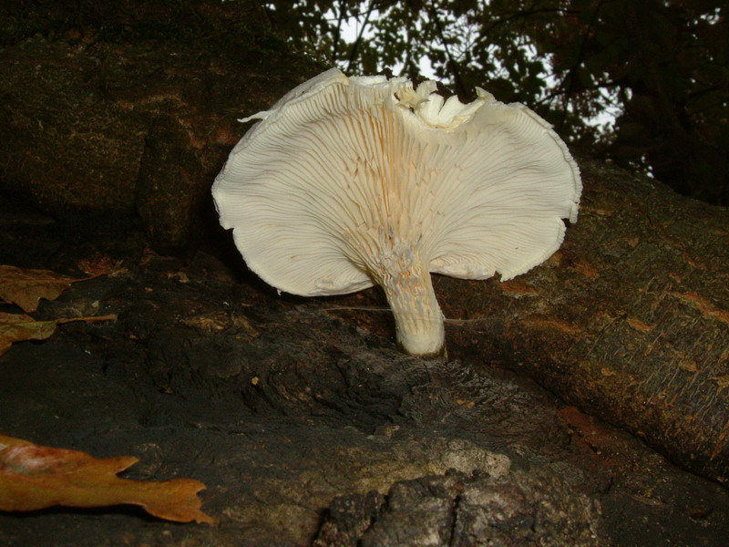Pleurotus dryinus