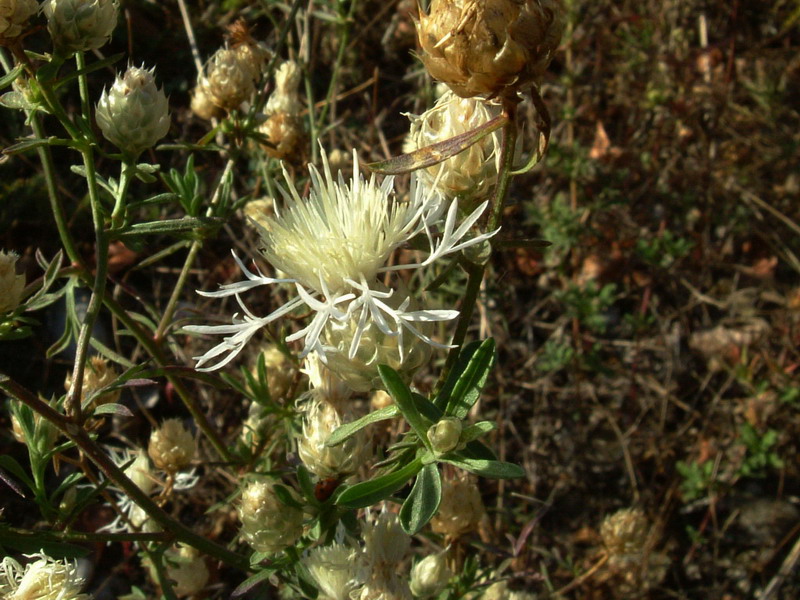 Centaurea deusta bianca??