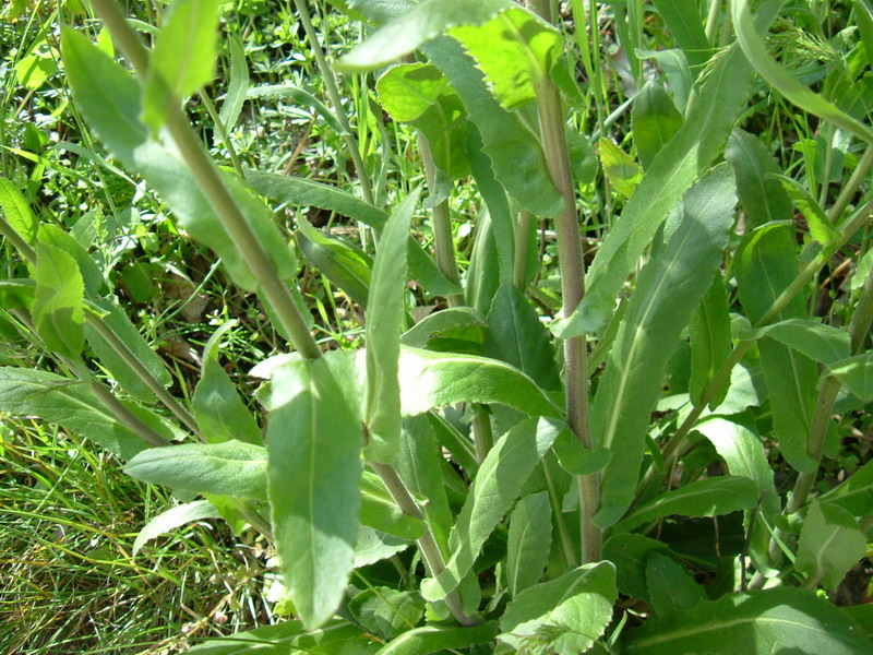 Arabis turrita