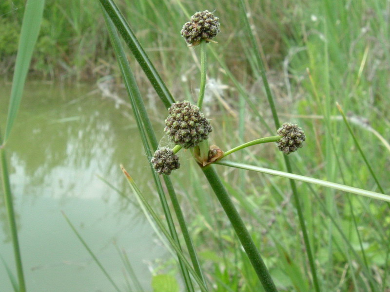 Lungo il greto....1 - cfr. Juncus glomeratus