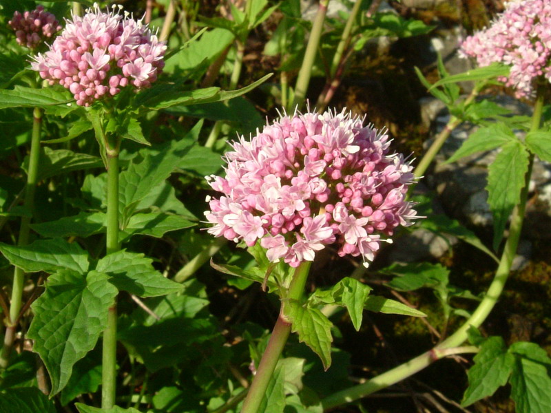 Parco del Gigante a - Valeriana tripteris