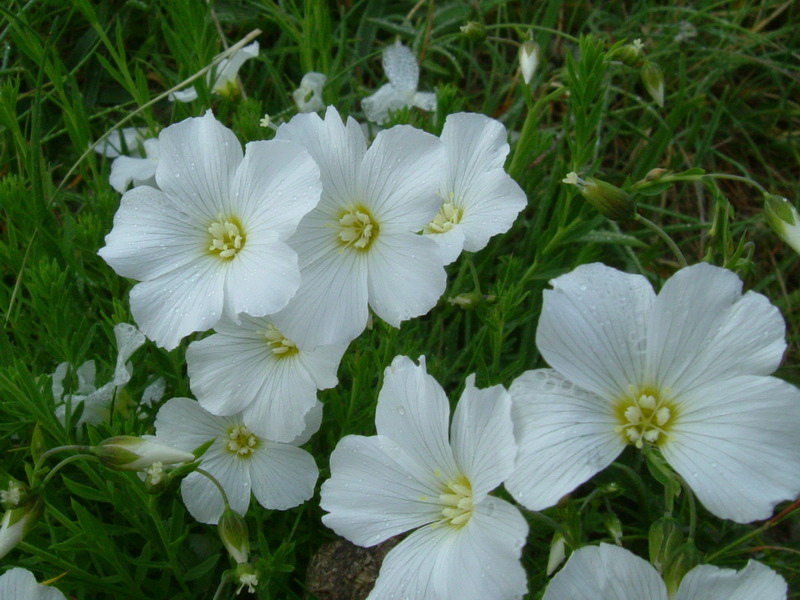 Linum alpinum / Lino celeste