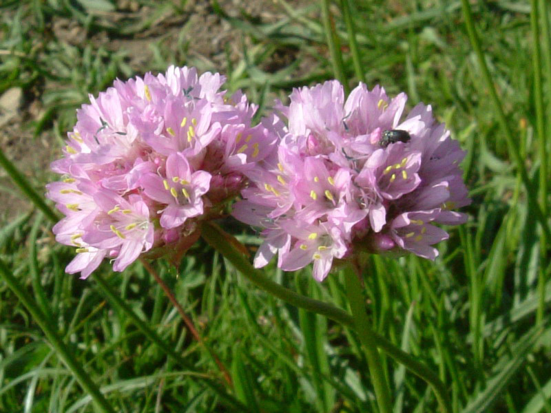 Alta val parma 1 - Armeria marginata