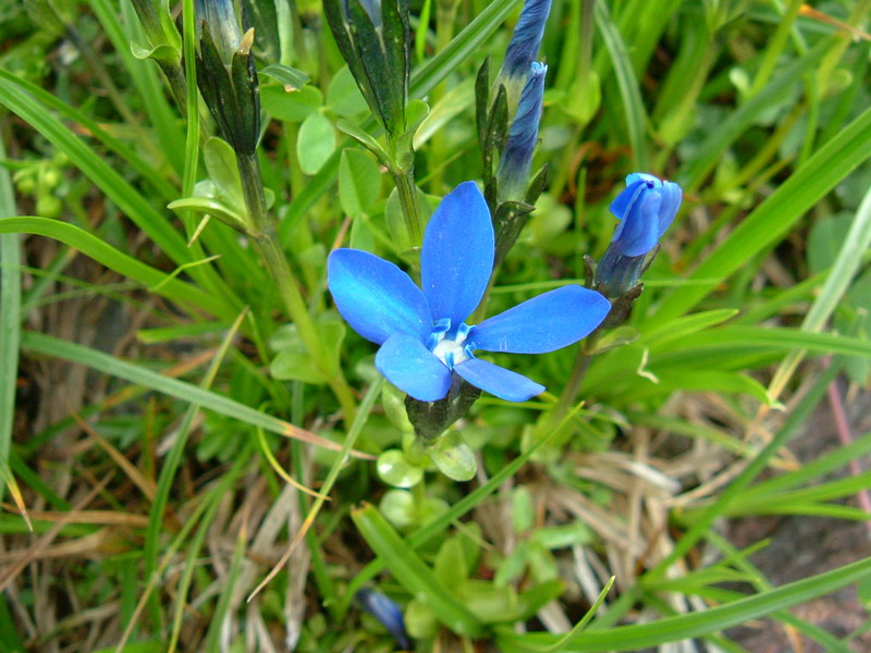Gentiana brachiphylla