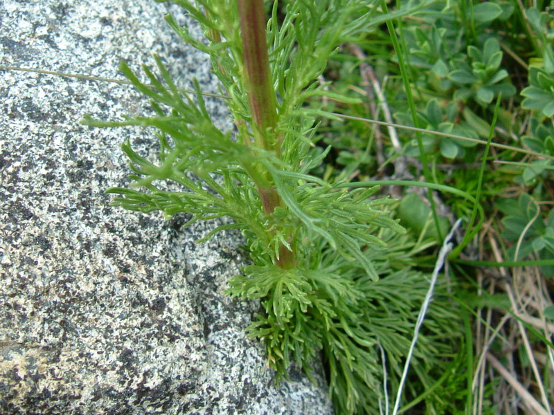 Jacobaea  abrotanifolia / Senecio abrotanino