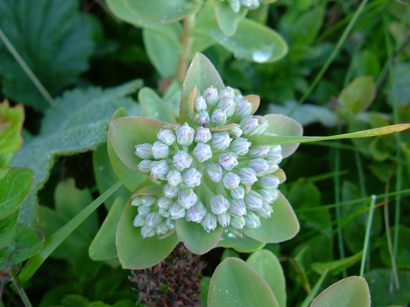 Hylotelephium anacampseros (=Sedum a.) / Borracina anacampsero