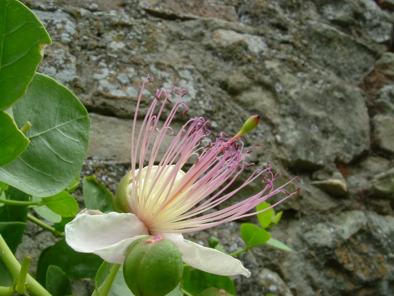 Capparis spinosa / Cappero comune