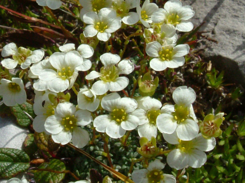 Saxifraga caesia / Sassifraga verdazzurra