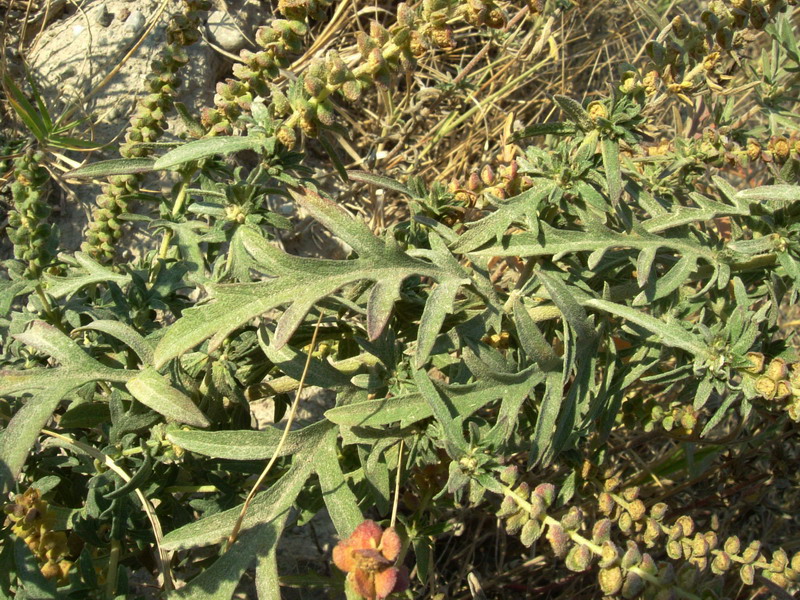 Ambrosia artemisiifolia / Ambrosia con foglie di Artemisia