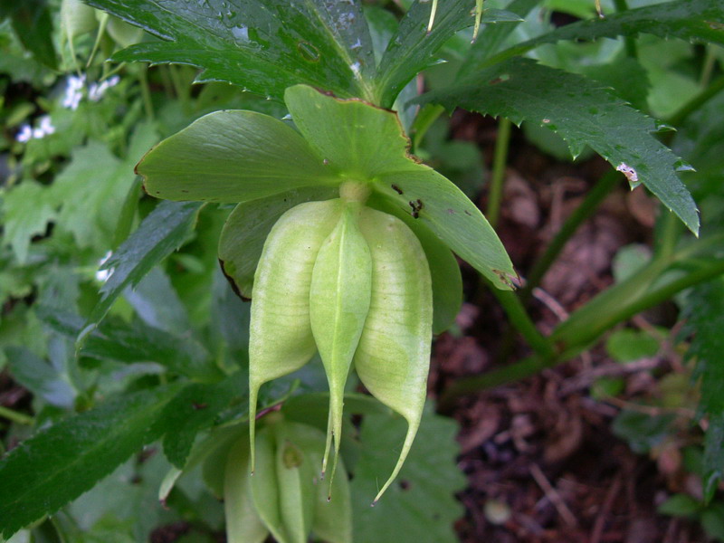 Helleborus viridis