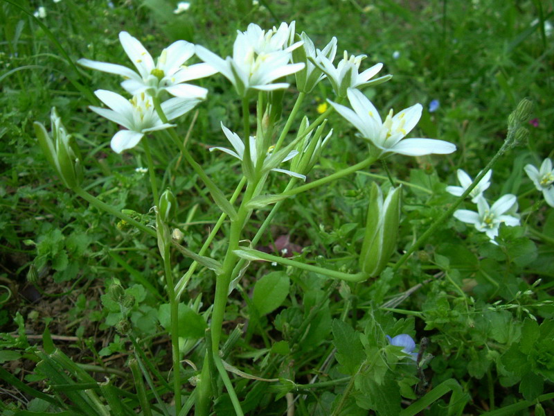 Ornithogalum umbellatum