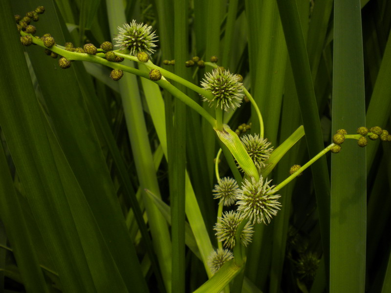 Fiore o frutto? - Sparganium erectum