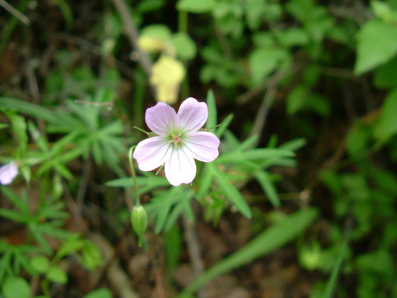 Geranium columbinum / Geranio colombino