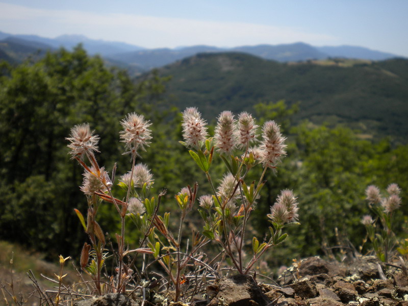 Trifolium arvense sl.