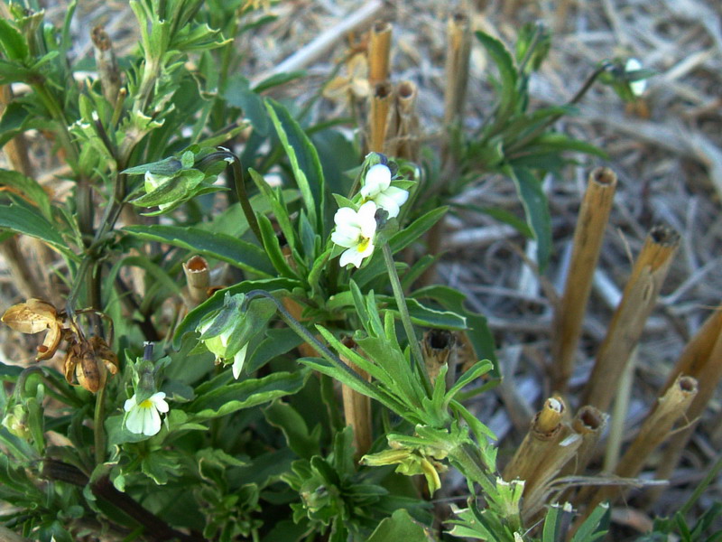 Nella stoppia 5 - Viola arvensis