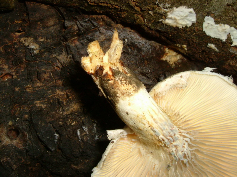 Pleurotus dryinus