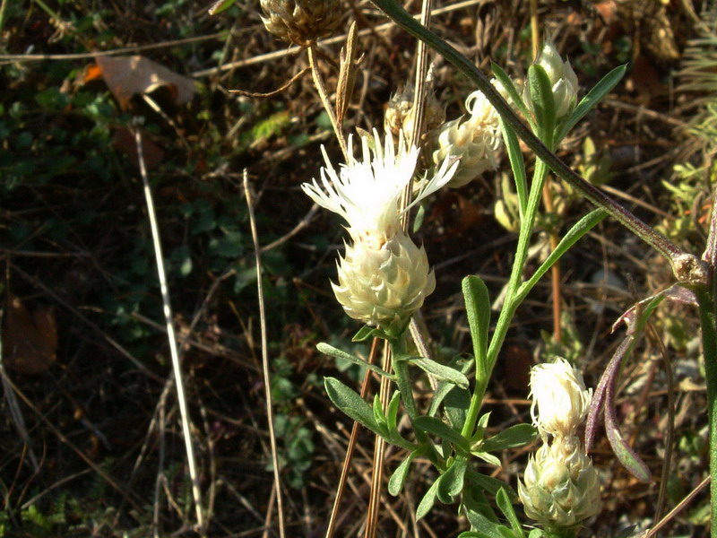 Centaurea deusta bianca??