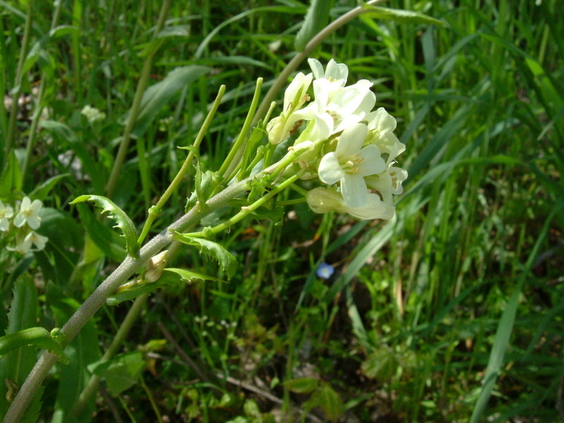 Arabis turrita