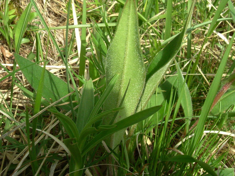 Pulmonartia australis