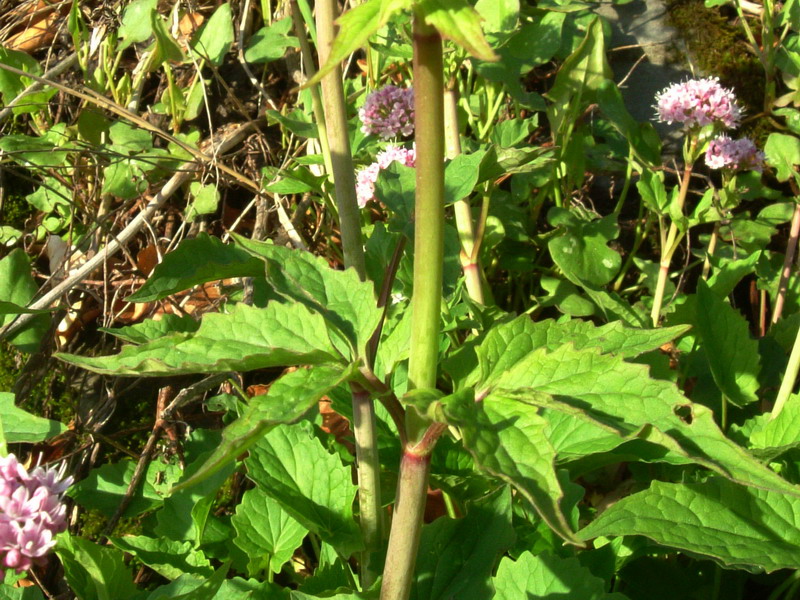 Parco del Gigante a - Valeriana tripteris