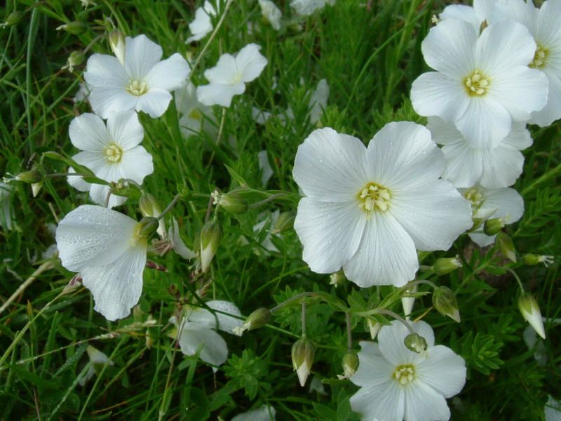 Linum alpinum / Lino celeste