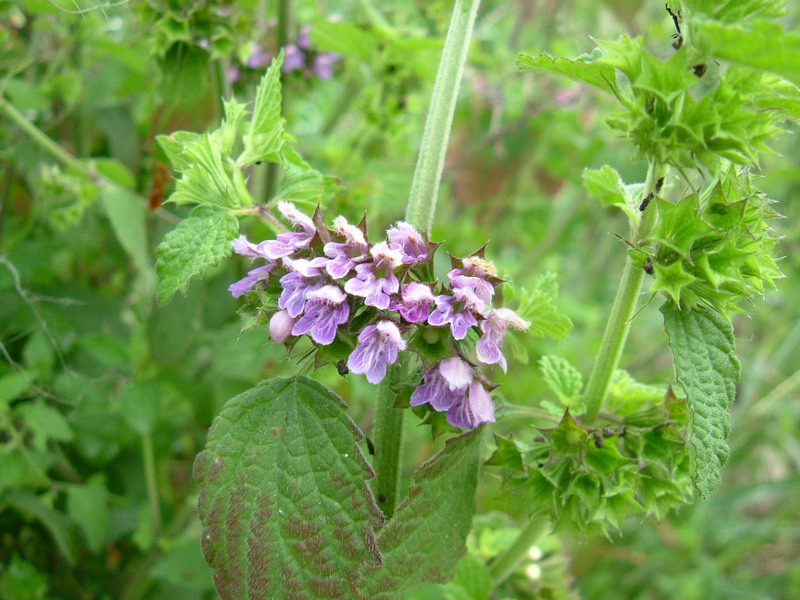 Ballota nigra / Cimiciotta comune