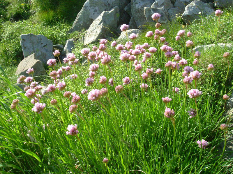 Alta val parma 1 - Armeria marginata